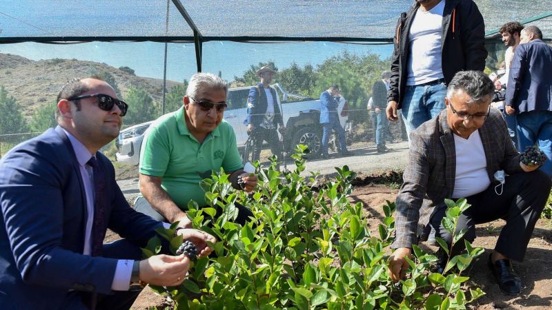 Ankara Büyükşehir Belediyesi'nden Süper Meyve İçin Destek!  'Aronia' Meyvesi Üretmek İsteyenler Bu Haber Size! 10