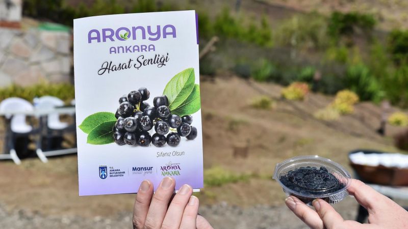 Ankara Büyükşehir Belediyesi'nden Süper Meyve İçin Destek!  'Aronia' Meyvesi Üretmek İsteyenler Bu Haber Size! 6