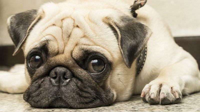 Bu Okuyacaklarınıza Azıcık Şaşıracaksınız: İşte Köpekler Hakkında Doğru Bildiğimiz 10 Yanlış 1