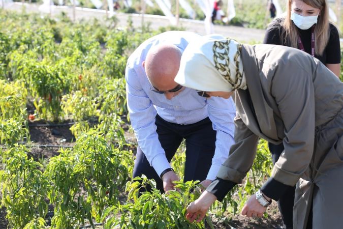 Keçiören’de ATA tohumunun lezzetli mahsulleri hasat edildi 3