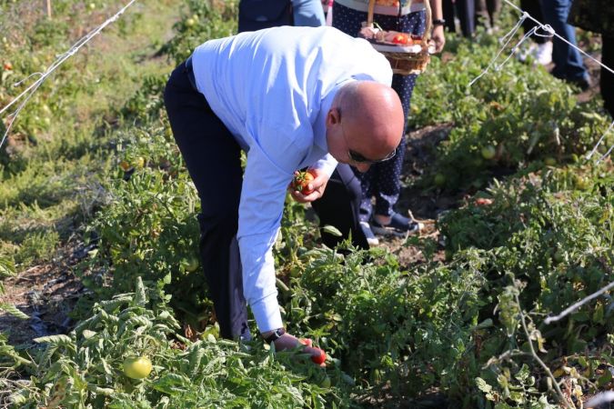 Keçiören’de ATA tohumunun lezzetli mahsulleri hasat edildi 4