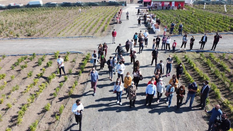 Keçiören’de ATA tohumunun lezzetli mahsulleri hasat edildi 5