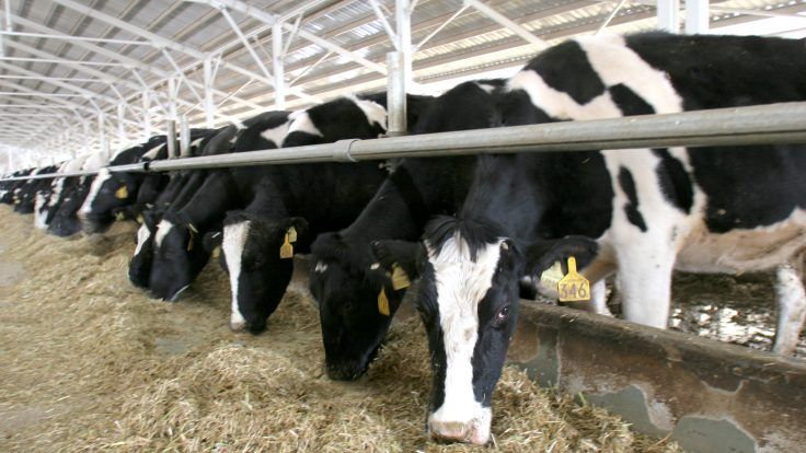 Besicilik Mi Sütçülük Mu Karlı 2021? Süt Çiftliği Ne Kadar Kazanır? Süt Hayvancılığı Karlı Mı? 2