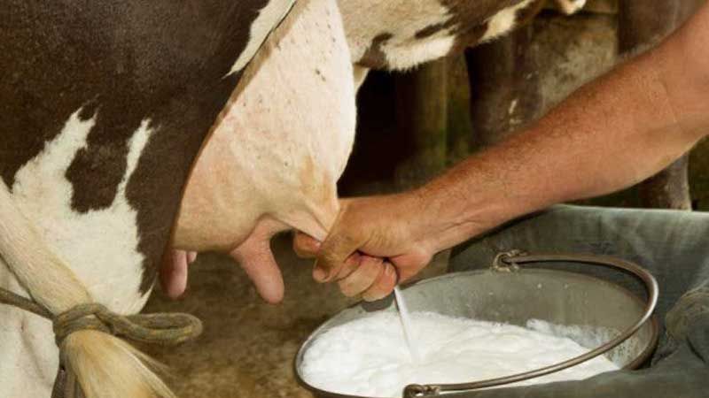 Besicilik Mi Sütçülük Mu Karlı 2021? Süt Çiftliği Ne Kadar Kazanır? Süt Hayvancılığı Karlı Mı? 1