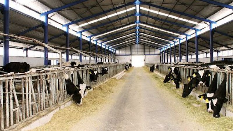 Besicilik Mi Sütçülük Mu Karlı 2021? Süt Çiftliği Ne Kadar Kazanır? Süt Hayvancılığı Karlı Mı? 3