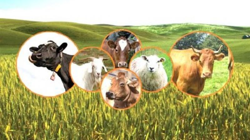 Besicilik Mi Sütçülük Mu Karlı 2021? Süt Çiftliği Ne Kadar Kazanır? Süt Hayvancılığı Karlı Mı? 4