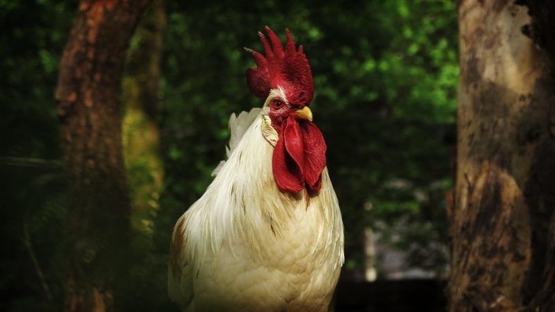 Kahve Falında Horoz Ne Anlama Gelir? Falda Horoz Görmek Ne Demek? Kahve Fincanında Horoz Çıkması Nedir? 2