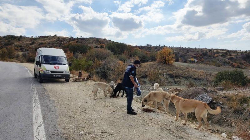 Keçiören'de Can dostlar doğal yaşam alanlarında besleniyor 1