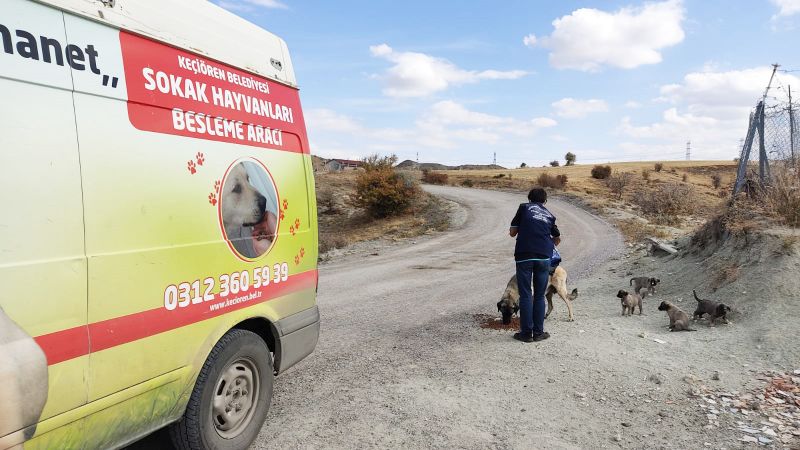 Keçiören'de Can dostlar doğal yaşam alanlarında besleniyor 2