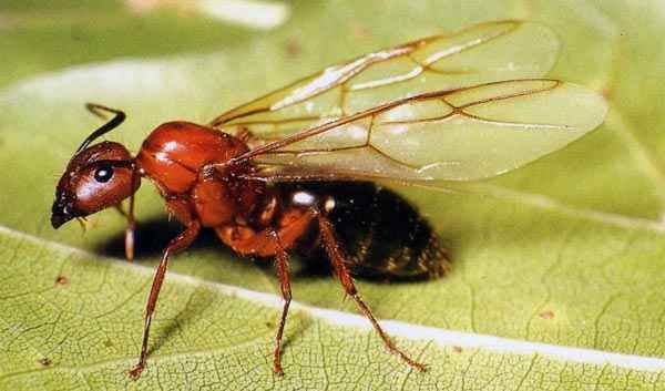 Evi Karınca Bastı Öldürmek Günah Mı? Evde Kanatlı Karınca Bereket Midir? Kanatlı Karınca İnsana Zarar Verir Mi? 1