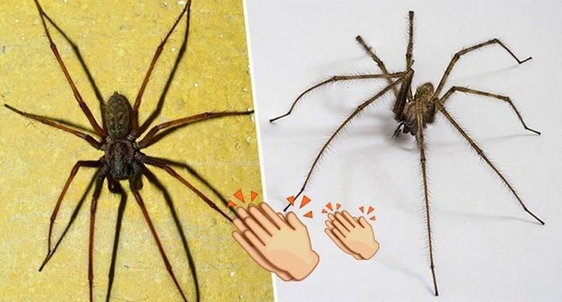 Örümcek Öldürmek Günah Mı? Örümcek Nasıl Yok Edilir? 1