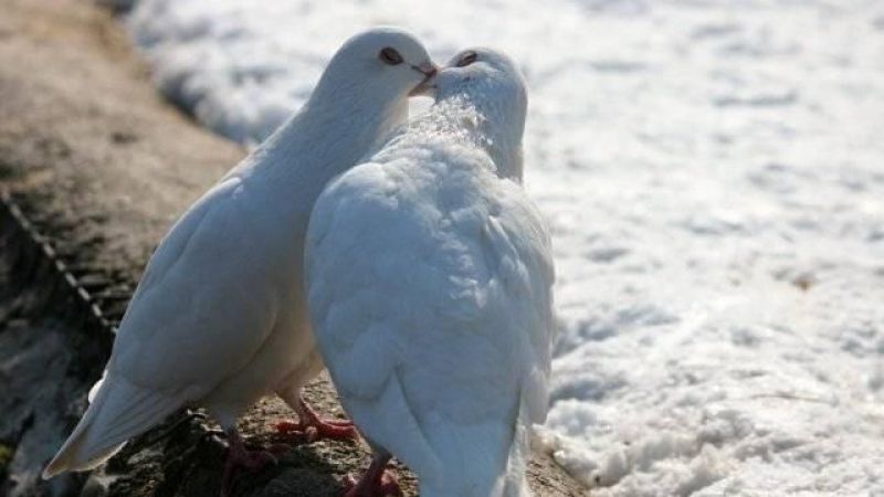 Üç Günden Fazla Küs Kalamayan Burçlar Hangisidir? İşte Herkesle Güzel GeçinenO  Burçlar… 3