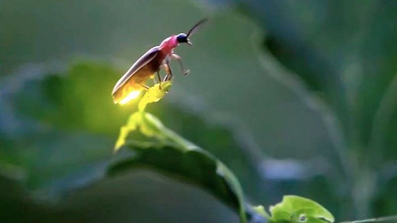 Rüyada “Ağustos Böceği” Gördüyseniz Üzüntüye Hazır Olun! Anlamı Öyle Ağır Bir Şey Ki…Çok Şaşıracaksınız 2