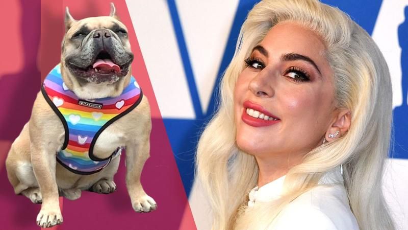 Lady Gaga Bakın Kaç Yaşındaymış? Gerçeği Duyan İnanamadı! Gucci'nin Evi Filminde Partneri Aman Driver ile Yaş Farkı Dikkat Çekti… 2