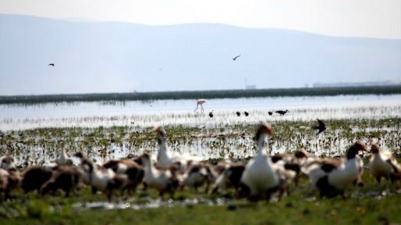 Ankara’ya 3 Saat Mesafede Bir Flamingo Cenneti! Eber Gölü Nerede, Nasıl Gidilir? 1