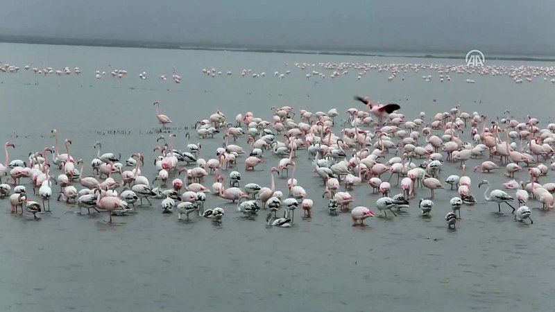 Ankara’ya 3 Saat Mesafede Bir Flamingo Cenneti! Eber Gölü Nerede, Nasıl Gidilir? 4