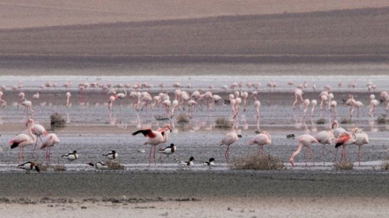 Ankara’ya 3 Saat Mesafede Bir Flamingo Cenneti! Eber Gölü Nerede, Nasıl Gidilir? 2