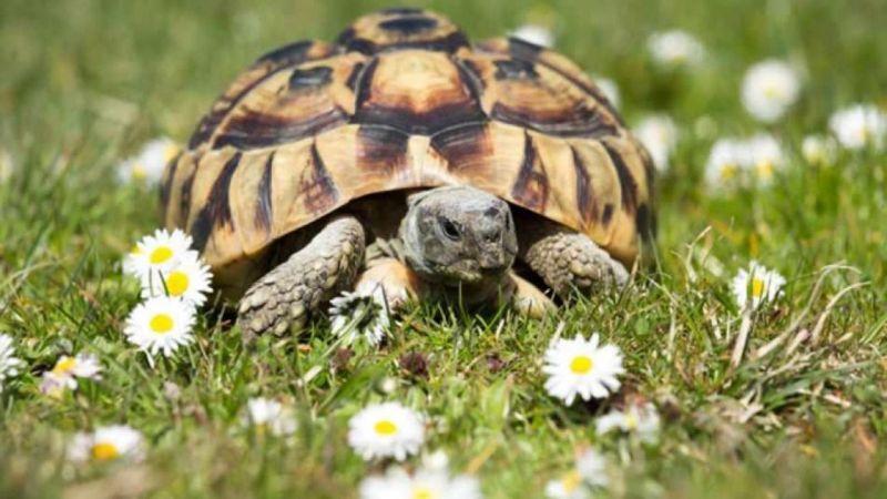 Hangi Burç Kaplumbağa Gibi Hızı Düşüktür? İşte Aşırı Yavaş Olan Burçlar… 2