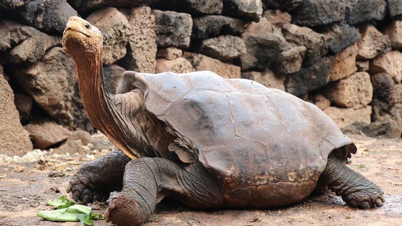 Hangi Burç Kaplumbağa Gibi Hızı Düşüktür? İşte Aşırı Yavaş Olan Burçlar… 3