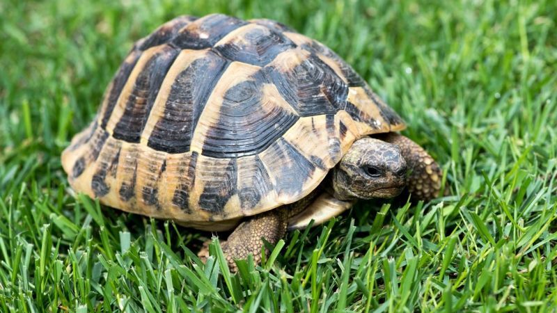 Hangi Burç Kaplumbağa Gibi Hızı Düşüktür? İşte Aşırı Yavaş Olan Burçlar… 4