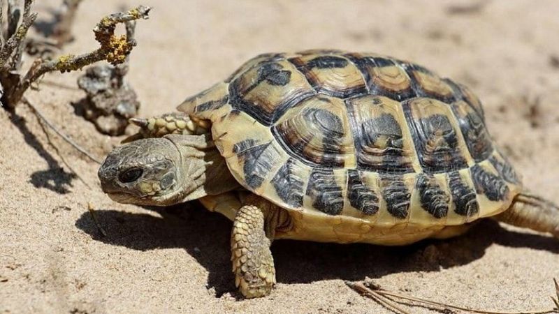 Hangi Burç Kaplumbağa Gibi Hızı Düşüktür? İşte Aşırı Yavaş Olan Burçlar… 1