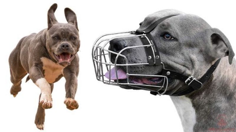 Pitbull Köpeği Beslemek Yasak Mı? Pitbul gezdirmek suç mu? Pitbull Beslemenin ve Gezdirmenin Cezası Nedir? 4