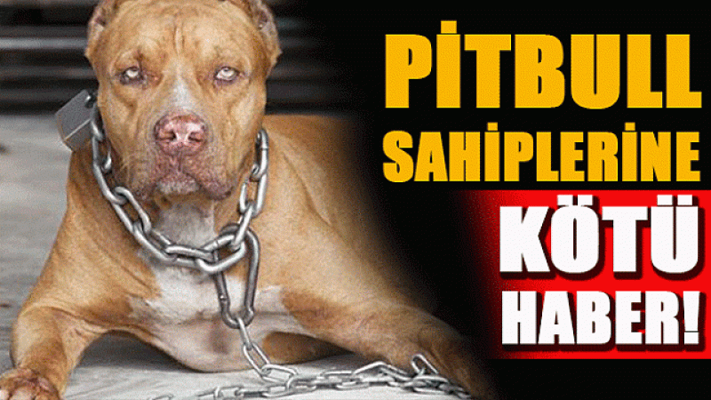 Pitbull Köpeği Beslemek Yasak Mı? Pitbul gezdirmek suç mu? Pitbull Beslemenin ve Gezdirmenin Cezası Nedir? 1