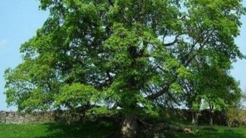 Hangi Burç Çınar Ağacı Gibidir? İşte En Sert Fırtınada Bile Yıkılmayan O Burçlar… 4