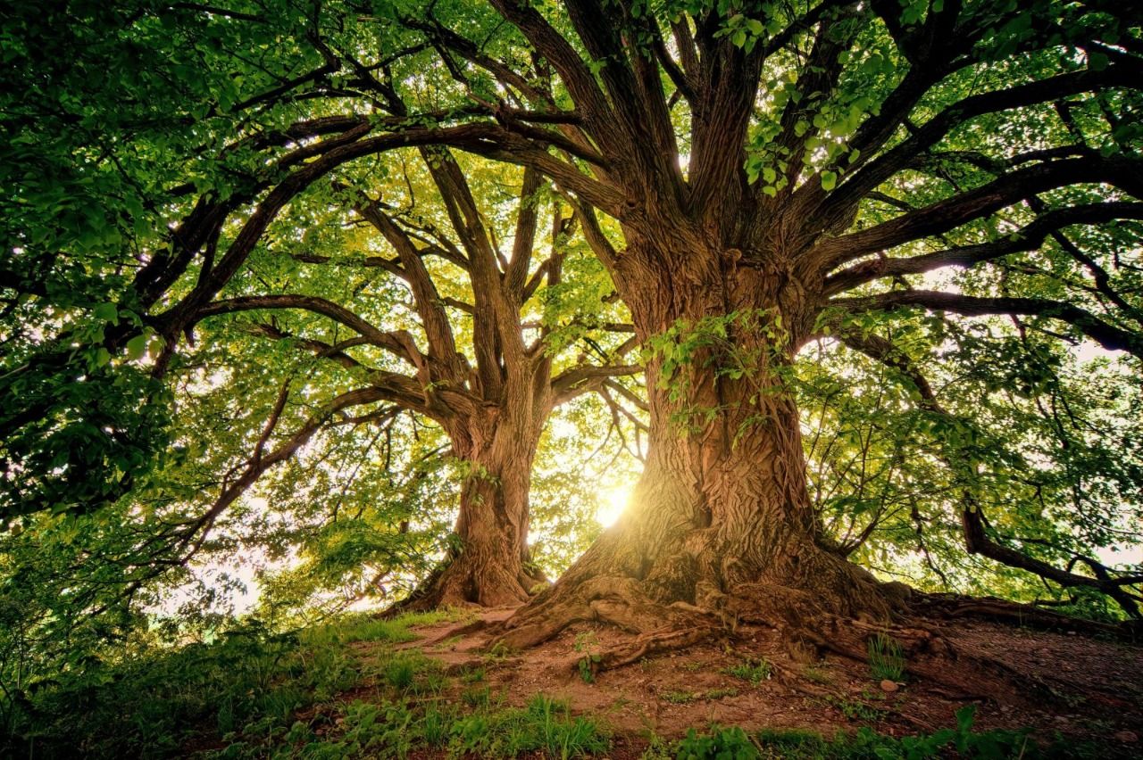 Hangi Burç Ağaç Gibidir? İşte Kökleri Her Yere Uzanan, Eli Uzun Olan Burçlar… 1
