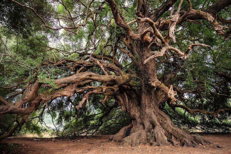 Hangi Burç Ağaç Gibidir? İşte Kökleri Her Yere Uzanan, Eli Uzun Olan Burçlar… 4
