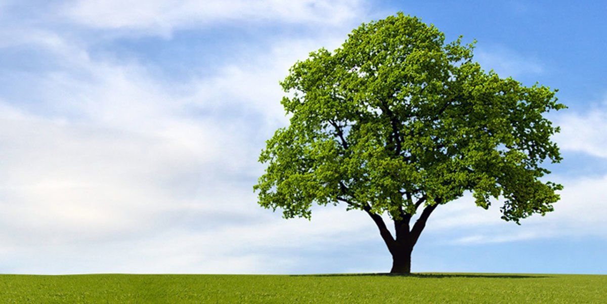 Hangi Burç Ağaç Gibidir? İşte Kökleri Her Yere Uzanan, Eli Uzun Olan Burçlar… 2