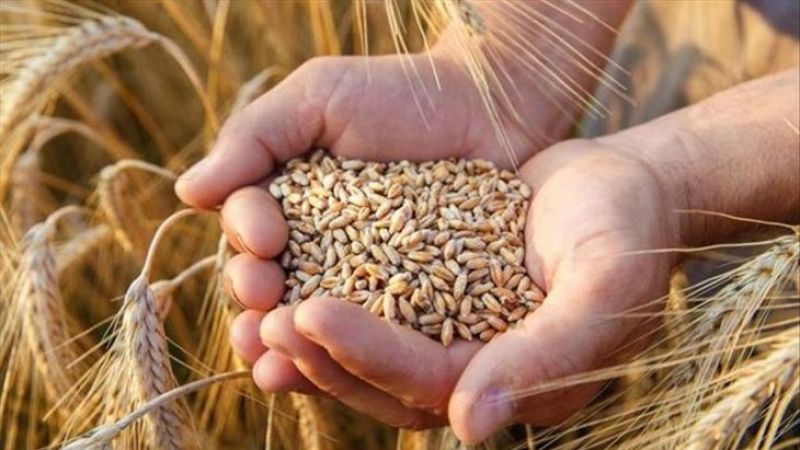 Buğday Fiyatlarına BUGÜN Zam Mı Geldi! Bugün Buğday Fiyatları Ne Kadar? Ankara’da Buğday Kaç TL? 3