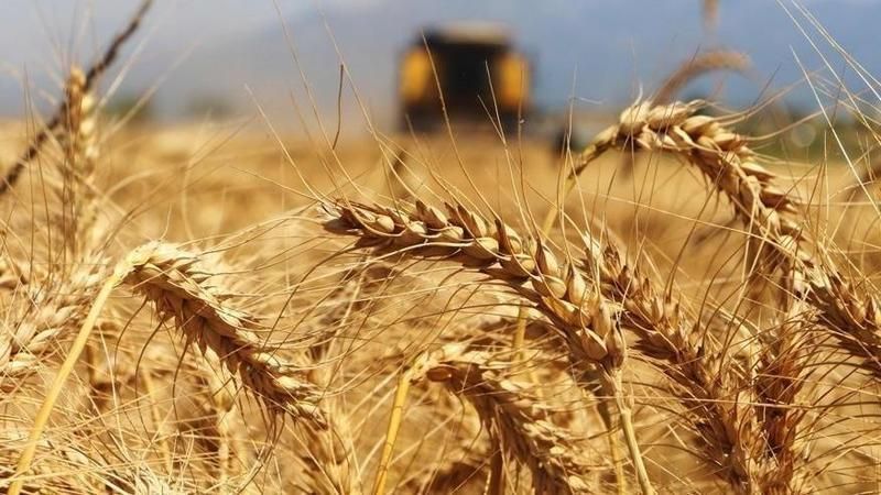 Buğday Fiyatlarına BUGÜN Zam Mı Geldi! Bugün Buğday Fiyatları Ne Kadar? Ankara’da Buğday Kaç TL? 1