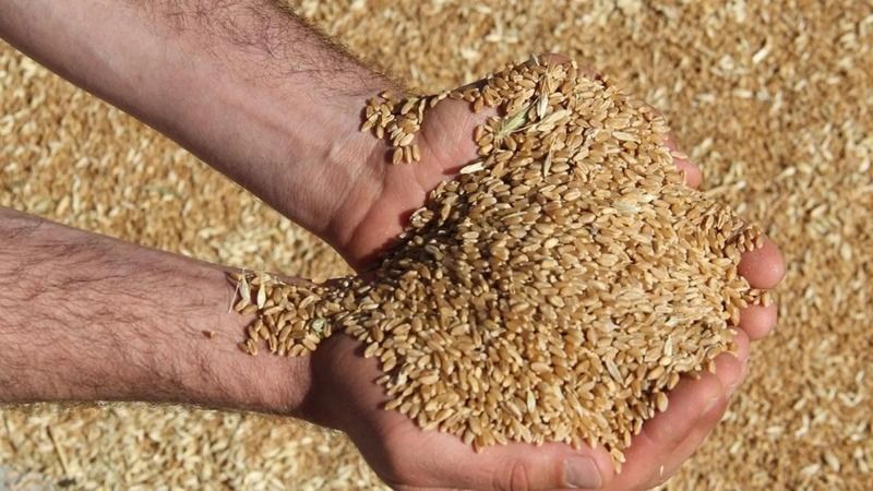 Buğday Fiyatlarına BUGÜN Zam Mı Geldi! Bugün Buğday Fiyatları Ne Kadar? Ankara’da Buğday Kaç TL? 2
