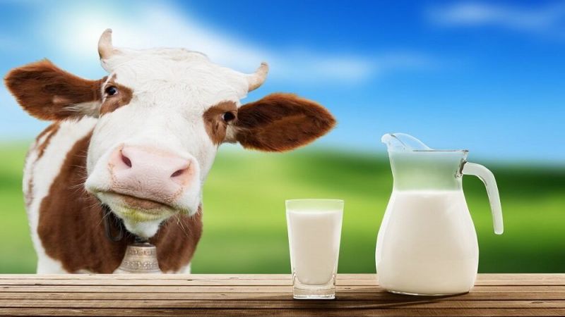 Süt Fiyatlarına Zam Mı, İndirim Mi Var! Pastörize ve Çiğ Süt Fiyatları Ne Kadar? Hangi Markette Daha Ucuz? İşte A101, Bim, Migros, CarrefourSA Güncel Süt Fiyatları! 4