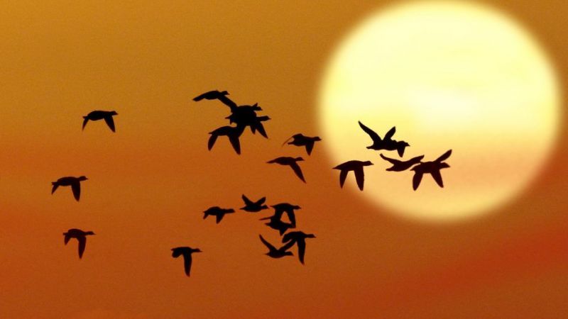 Hangi Burcun Yüreği Kuş Gibi Hafiftir? İşte Huzura Ermiş Olan Mutlu Burçlar… 3