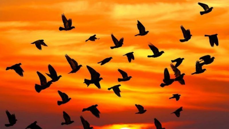 Hangi Burcun Yüreği Kuş Gibi Hafiftir? İşte Huzura Ermiş Olan Mutlu Burçlar… 4