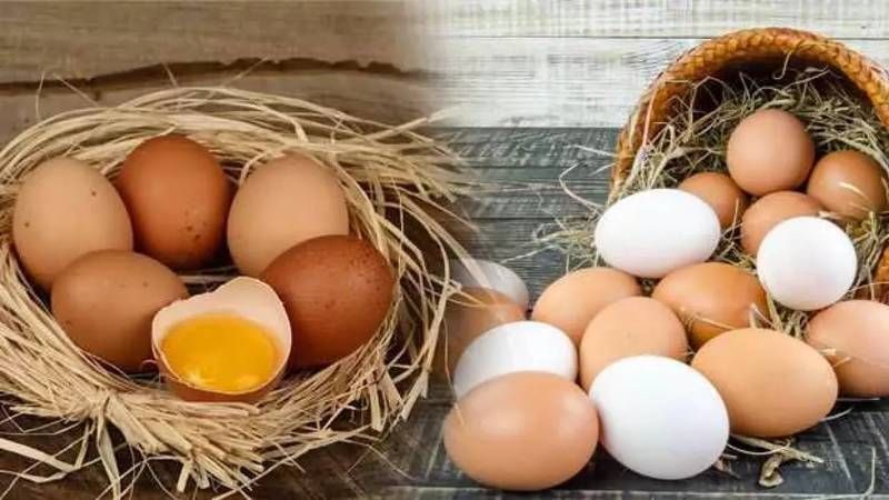 Beyaz ve Kahverengi Yumurtanın Farkını Duyan Şok Oluyor! Meğer Yumurta Bu Yüzden Renk Alıyormuş… “Yok Artık!” 3