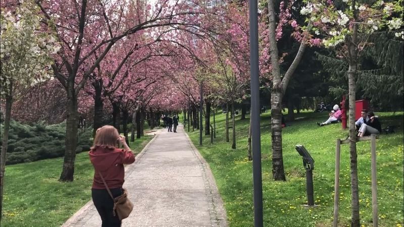 Burası Japonya değil, Ankara Dikmen Vadisi! Sakura ağaçları Ankara’da Ortaya Çıktı! Herkes O Bölgeye Akın Etti… 1