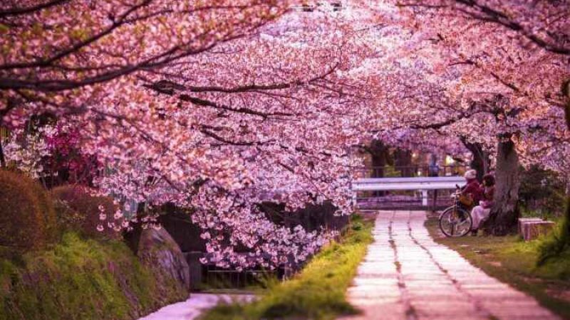 Burası Japonya değil, Ankara Dikmen Vadisi! Sakura ağaçları Ankara’da Ortaya Çıktı! Herkes O Bölgeye Akın Etti… 2