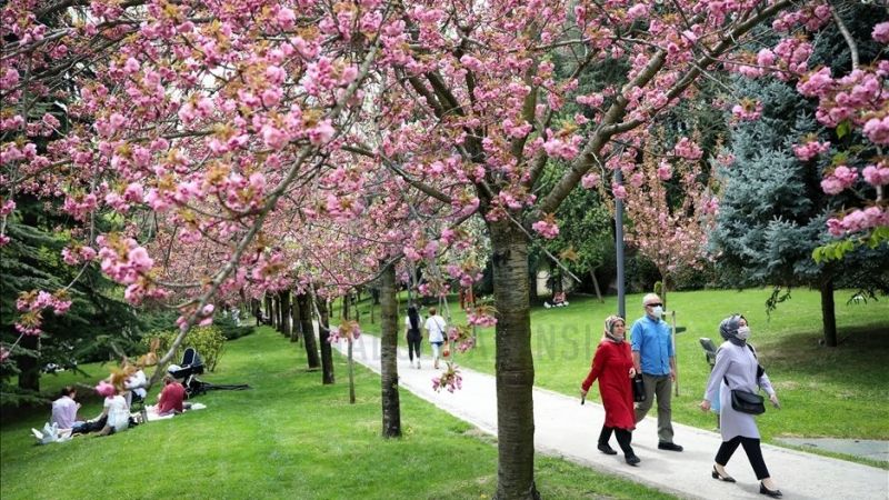 Burası Japonya değil, Ankara Dikmen Vadisi! Sakura ağaçları Ankara’da Ortaya Çıktı! Herkes O Bölgeye Akın Etti… 3