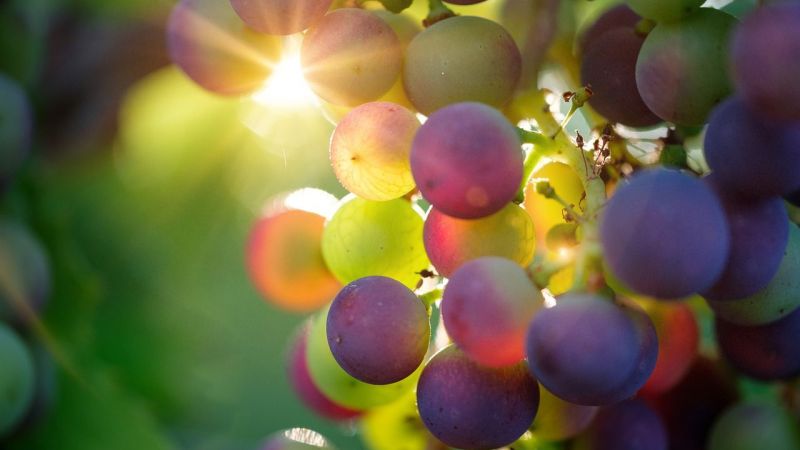 Üzüm Mü, Şarap Mı Daha Faydalıdır? Üzüme ne koyarsan şarap olur, Alkol Var Mı? İşte Şarap Hakkında Merak Uyandıran Soru ve Cevaplar… 1