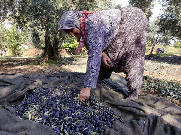 Zeytin Meğer Kısırlığa Yol Açıyormuş! Ünlü Profesör Açıkladı: O Şekilde Zeytin Yemek, Kısır Yapıyor! Zeytin Nasıl Yenmeli? 3