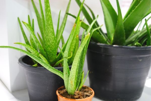 Yaraların Hızlı Bir Şekilde İyileşmesinde Aloe Vera Mucizesi! Daha Birçok Hastalığa İyi Geliyor… 2