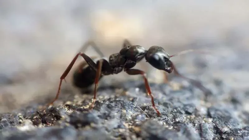 Karıncalardan Kurtulmak İçin İlaçlara Servet Ödemeyin! Bu Yöntemler Evinizi Karıncalardan Hemencecik Kurtaracak! İşte Karıncalardan Kurtulmanın Yolları 4