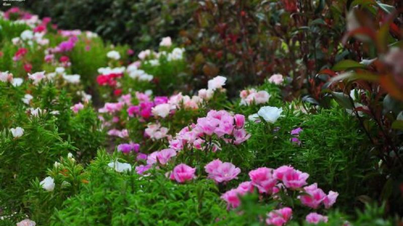 Mayıs Ayında Huzur ve Mutluluğu Bulacak Burçlar Hangisidir? İşte Mayıs'ta Bahar Bahçe Olacak O Burçlar… 4