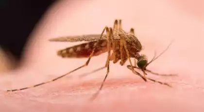 Sivrisineklerden Doğal Yollarla Kurtulun: Bu Koku Evin Etrafında Kalkan Oluşturuyor! Sivrisinekler Asla Yaklaşamıyor... 2