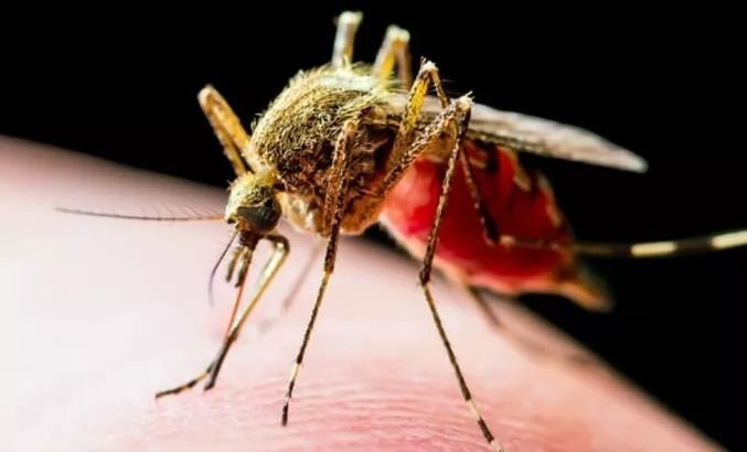 Sivrisineklerden Doğal Yollarla Kurtulun: Bu Koku Evin Etrafında Kalkan Oluşturuyor! Sivrisinekler Asla Yaklaşamıyor... 4