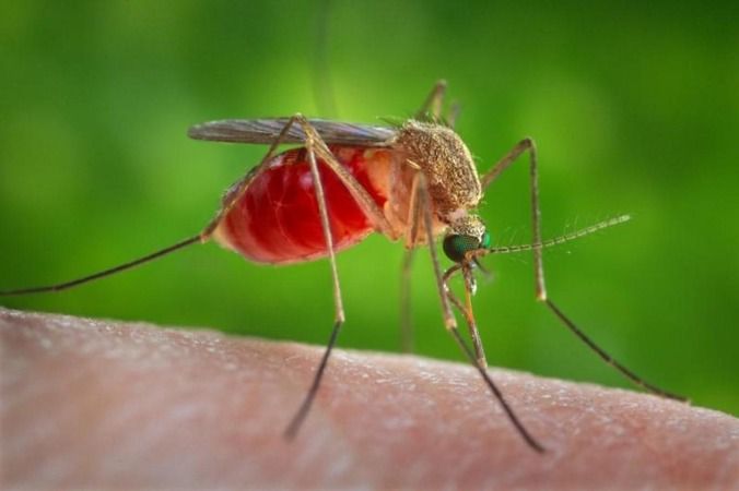 Sivrisineklerden Doğal Yollarla Kurtulun: Bu Koku Evin Etrafında Kalkan Oluşturuyor! Sivrisinekler Asla Yaklaşamıyor... 1