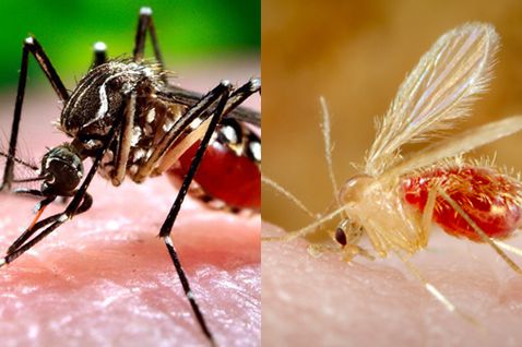 Sinek ve Sivrisinekleri Uzaklaştıran Özel Kür! Bu Esans Sinekleri Deli Ediyor ve Kaçırıyor! İşte Sineklerden Bir Dakikada Kurtulmanın Formülü... 1